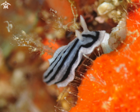 A Nudi