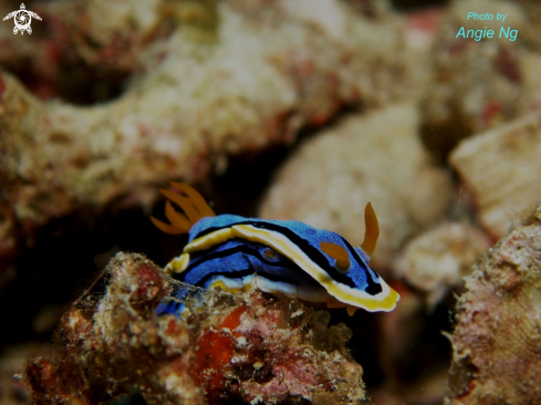 A Chromodoris annae | Nudi