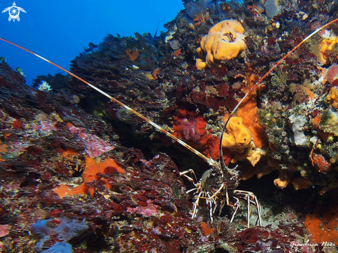 A Palinurus elephas | Lobster