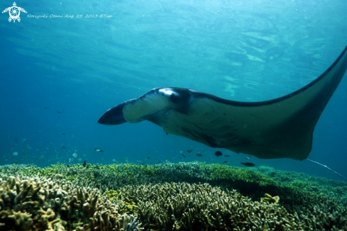 A Manta Ray