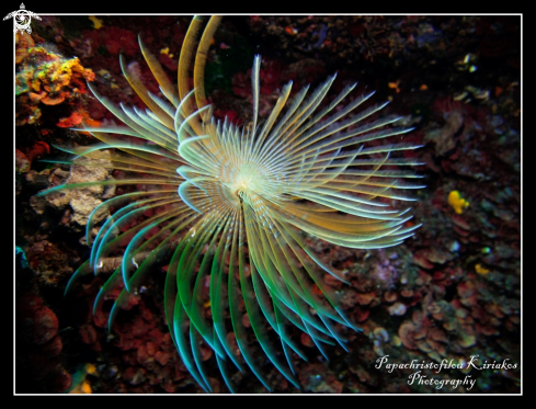 A Spiral Tube Worm (Spirographis spallanzani)  | Sithonia