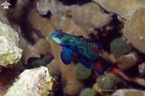 A Mandarinfish