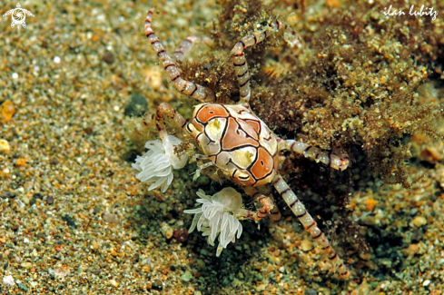 A crab