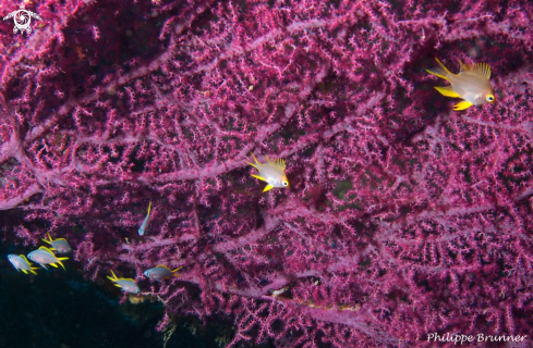 A Yellow damselfish