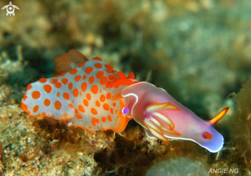 A Nudi