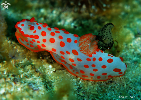 A Gymnodoris rubropapillosa | Nudi