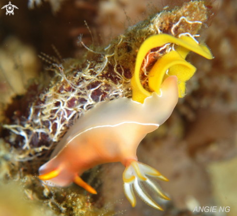 A Hypselodoris bullockii | Nudi