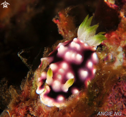 A Nudi