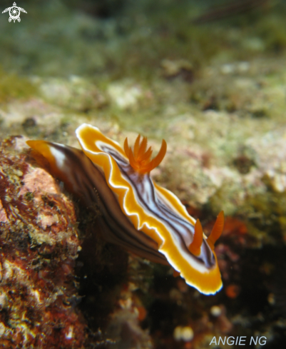 A Chromodoris magnifica | Nudi