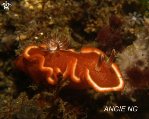 A Glossodoris rufromarginata | Nudi