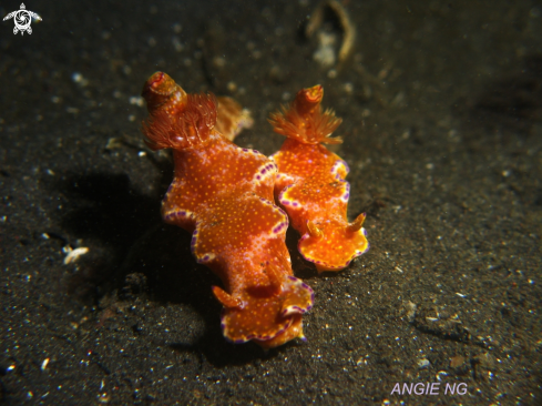 A Ceratosoma tenue | Nudi