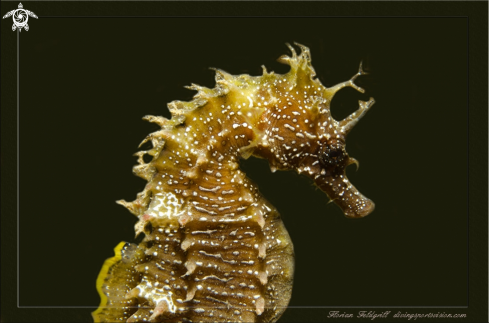 A Croatia Seahorse Adria