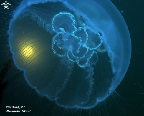 A Aurelia aurita | Moon Jellyfish