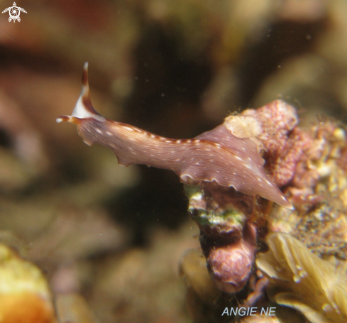 A Nudi