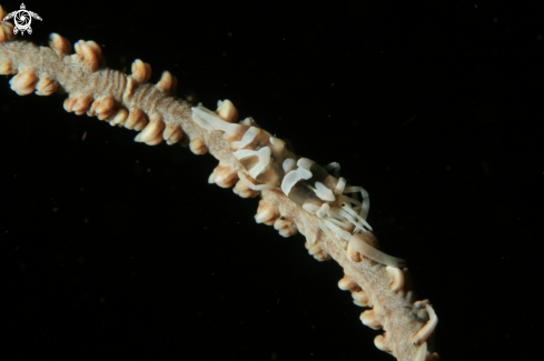 A Whip coral Shrimp