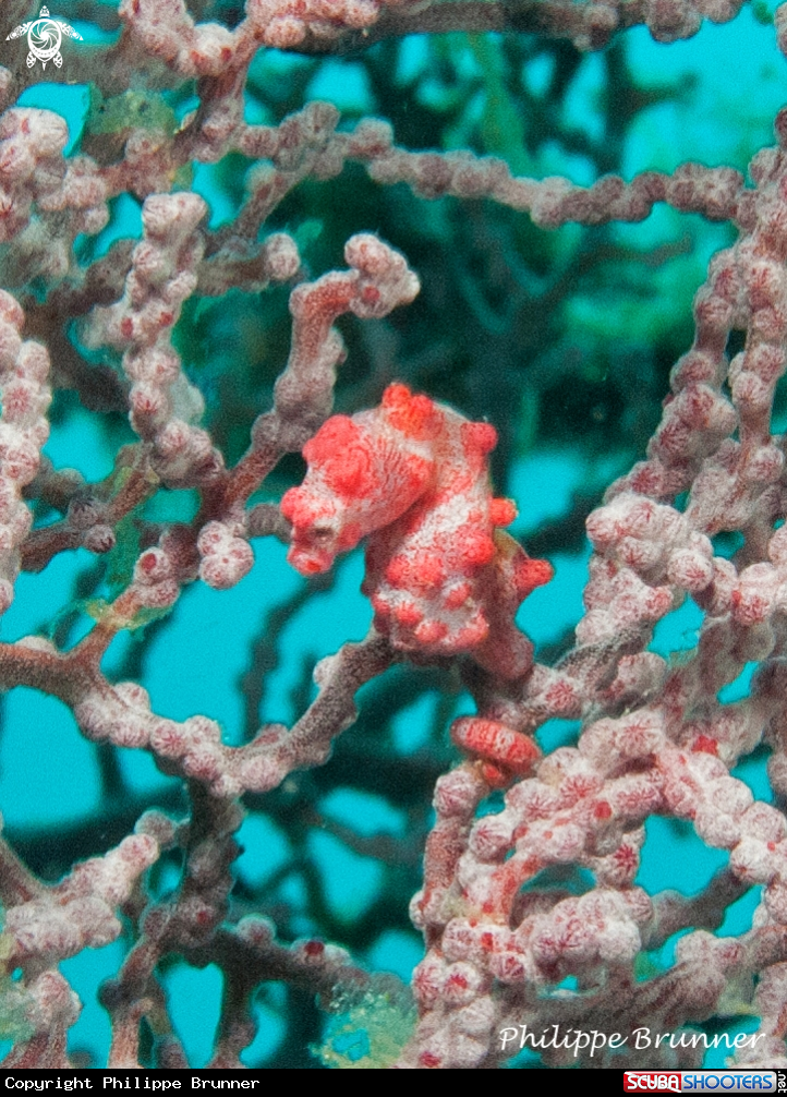A Pigmea sea horse