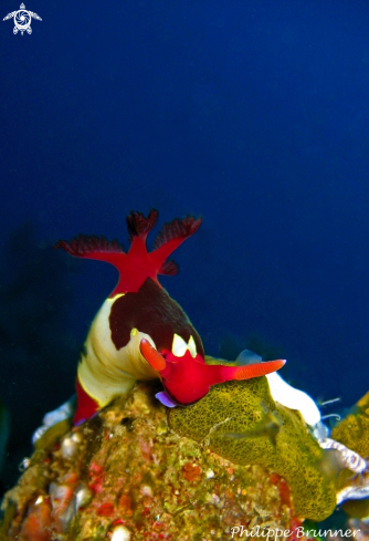 A Nudibranch