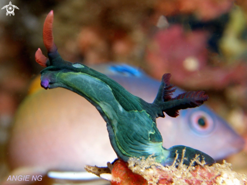 A Nembrotha  | Nudi