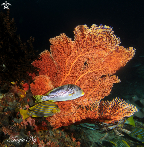 A Dlagonal-banded Sweetlips | Sweetlips