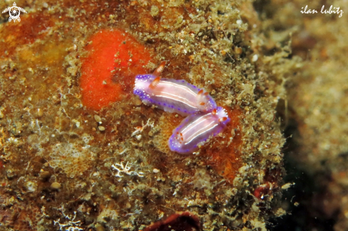 A Thorunna sp | Nudibranch