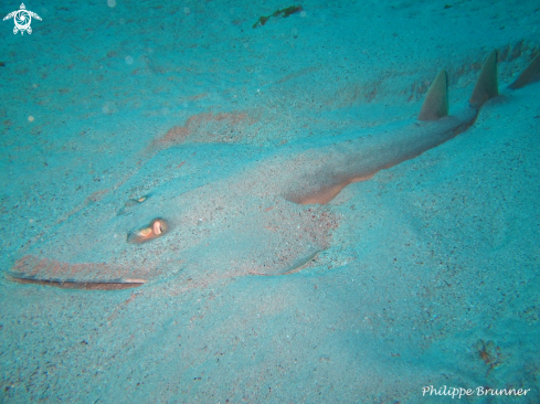 A Guitar ray