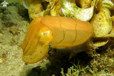 A cuttlefish