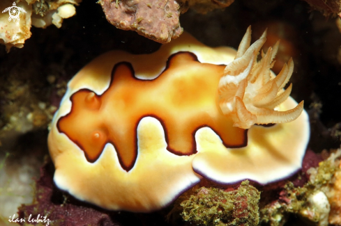 A Chromodoris coi | Nudibranch