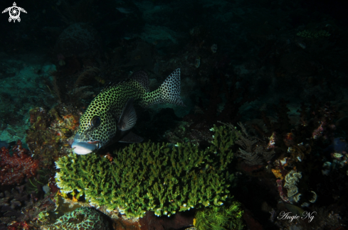 A Many-Spotted Sweetlips | Sweetlips