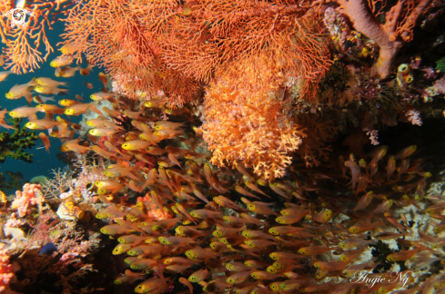 A Frost-fin | Cardinalfish