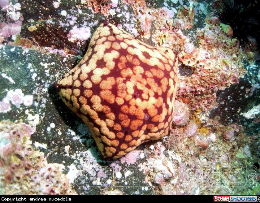 A pin cushion starfish