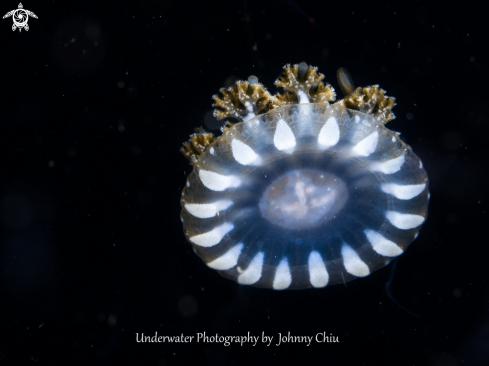A Aurelia aurita | Jellyfish