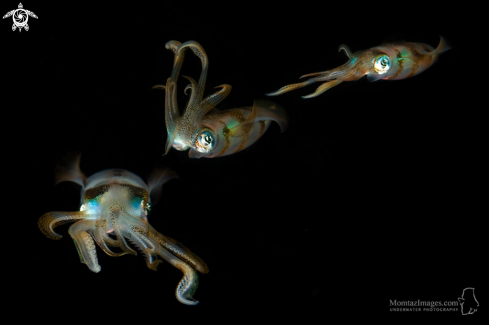 A Bigfin Reef Squid