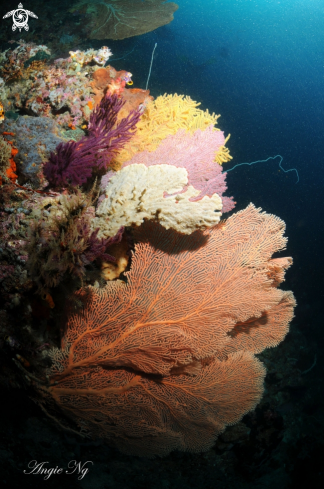 A Subergorgia mollis | Sea fans