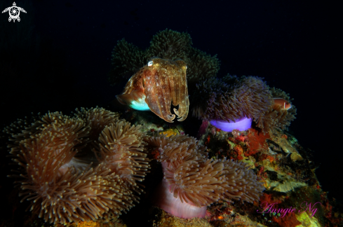 A Broadclub Cuttlefish | Cuttlefish 