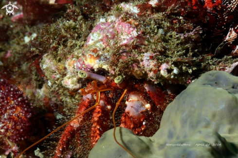 A Paguroidea Latreille, 1802 | Hermit crab