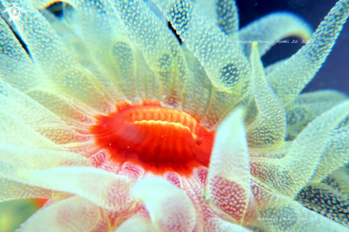 A yellow coral