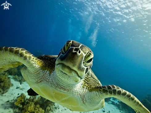 A Hawksbill turtle