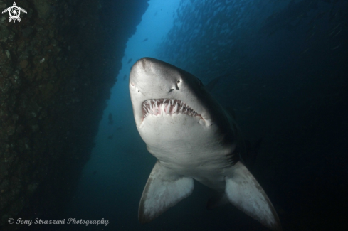 A Carcharias taurus | Grey Nurse Shark (Sand Tiger, Ragged Tooth)