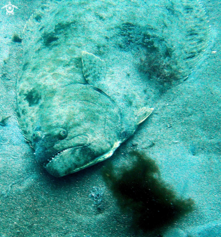 A Paralichthys californicus | halibutt