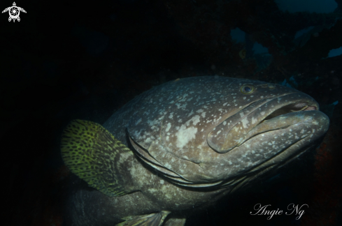 A Grouper