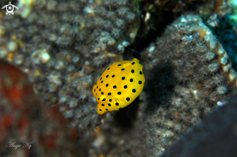 A Yellow Boxfish  | Box fish