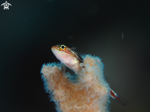 A Striped Triplefin  | Triplefin 