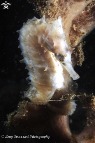 A White's seahorse