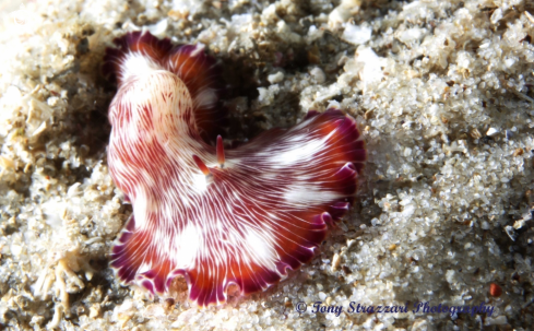 A White-lined flatworm