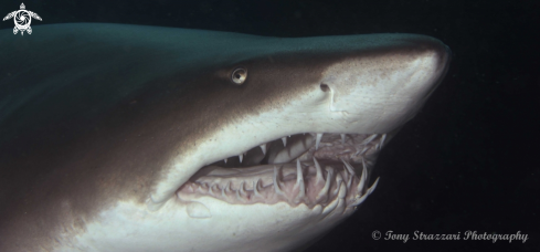 A Grey Nurse Shark (Sand Tiger, Ragged Tooth)