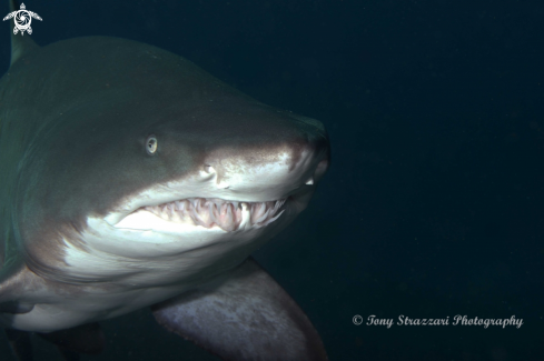 A Grey Nurse Shark (Sand Tiger, Ragged Tooth)