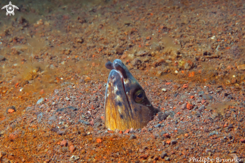 A Ophichthus cephalozona | Eel snake