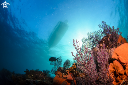 A Gorgonians, Sea fan.