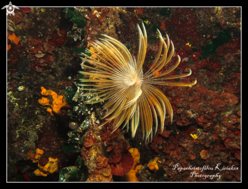 A Spiral Tube Worm (Spirographis spallanzani)  | Sithonia