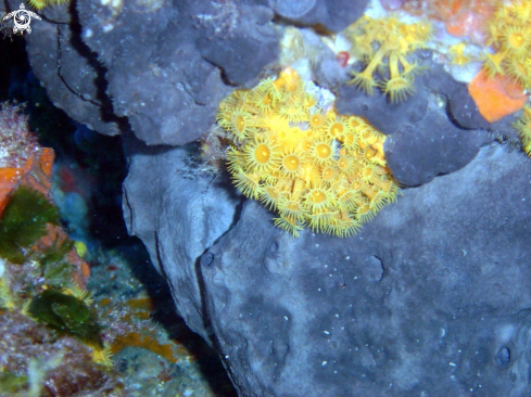 A  margherite di mare